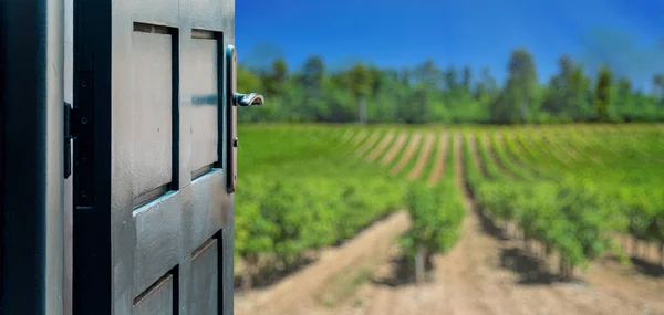 Opened door concept to beautiful and imaginary vineyard — Stock Photo, Image