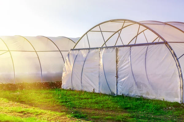Sunset on outside view of greenhouse — Stock Photo, Image