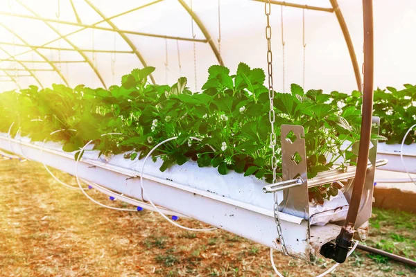 Sera üzerinde çilek tesisi yakından görmek — Stok fotoğraf