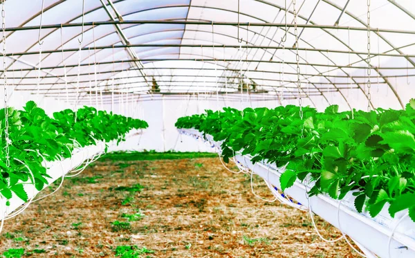 Vista interior del invernadero para el cultivo de fresa — Foto de Stock