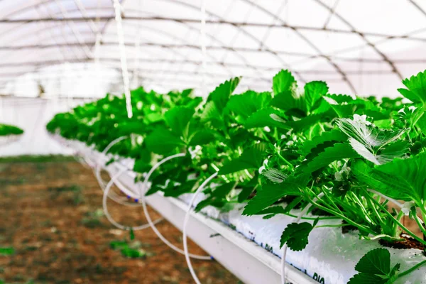 Vista interior del invernadero para el cultivo de fresa — Foto de Stock