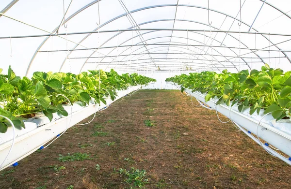 Vista interior del invernadero para el cultivo de fresa — Foto de Stock