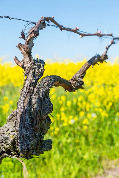 Vine during spring in vineyard with yellow field on background — Stock Photo, Image