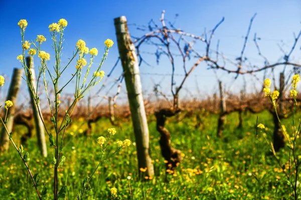 Vine during spring in vineyard with yellow field on background — Stock Photo, Image