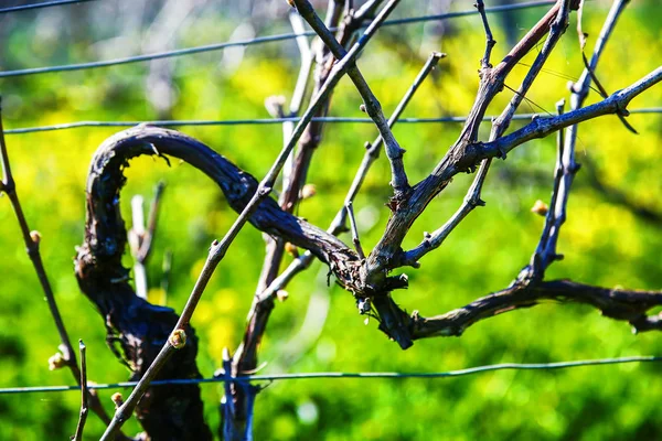Vine during spring in vineyard with yellow field on background — Stock Photo, Image