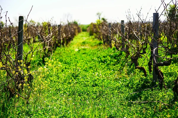 Beautiful rows of grapes before harvesting in a french vineyard — Stock Photo, Image