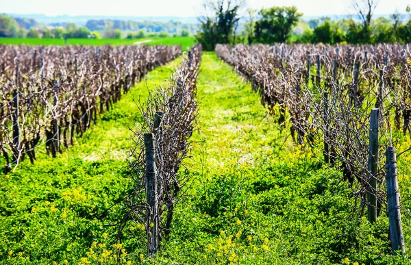 Beautiful rows of grapes before harvesting in a french vineyard — Stock Photo, Image