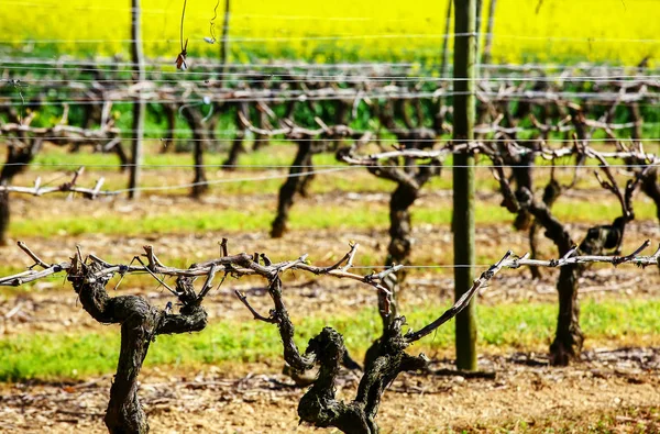 Beautiful rows of grapes before harvesting in a french vineyard — Stock Photo, Image