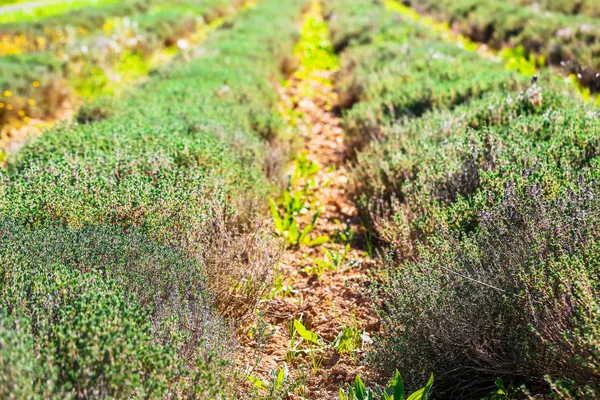 Row field of thyme during spring — Stock Photo, Image