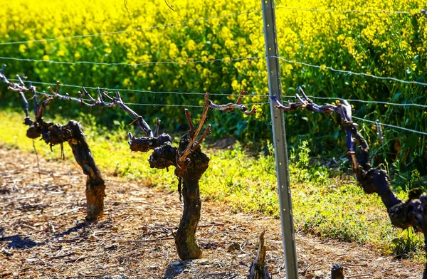 Beautiful rows of grapes before harvesting in a french vineyard — Stock Photo, Image