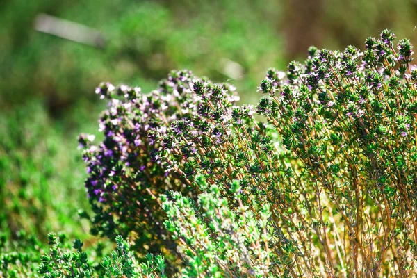 Nahaufnahme von Thymian auf einem Feld im Frühling — Stockfoto