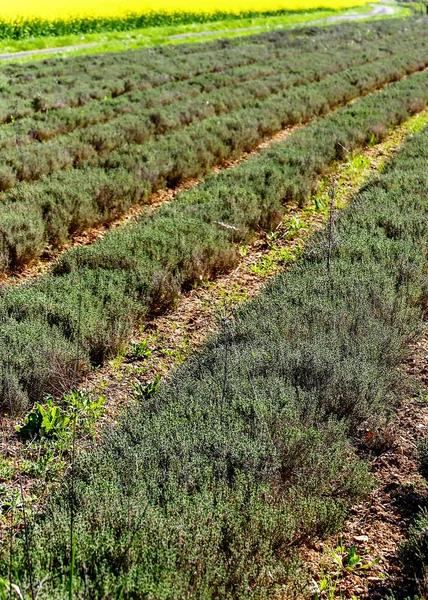 Row field of thyme during spring — Stock Photo, Image