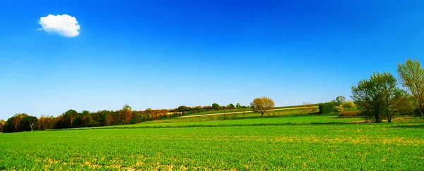 Campo de trigo verde con cielo azul y una nube . —  Fotos de Stock
