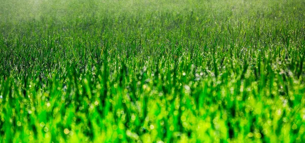 Young corn grows in a field that has just been watered — Stock Photo, Image