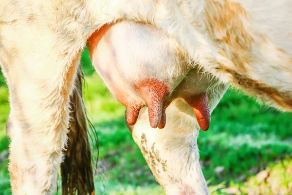 Primo piano su mammella di vacca di una vacca giovane in un prato — Foto Stock