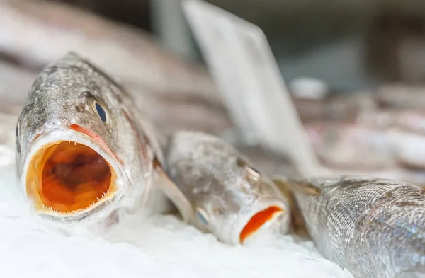 Fresh meagre on ice at seafood market — Stock Photo, Image