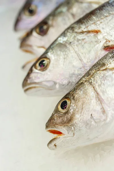 Fresh meagre on ice at seafood market — Stock Photo, Image