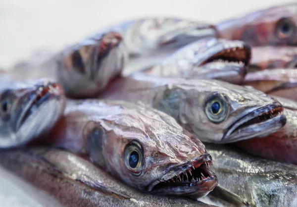 Verse ongekookte vis heek op showcase van vismarkt. — Stockfoto