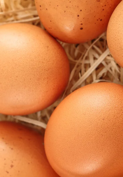 Primo piano su uova fresche in un nido — Foto Stock