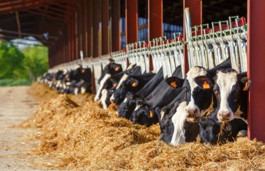 Çok Holstein yeme bir süt üretim çiftliğinde inek