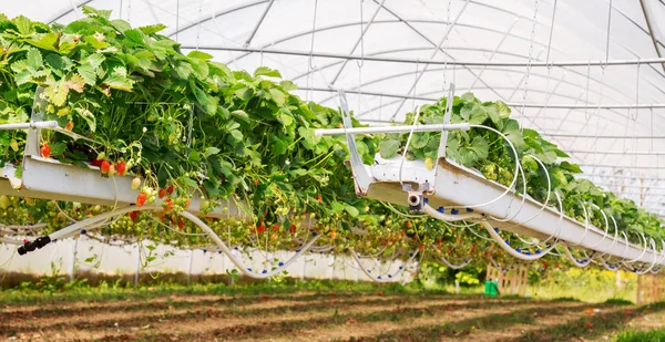 Vy innifrån på strawberry växt på växthus — Stockfoto