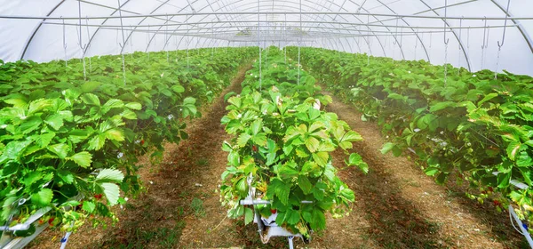 Vista interior de la planta de fresa en invernadero — Foto de Stock
