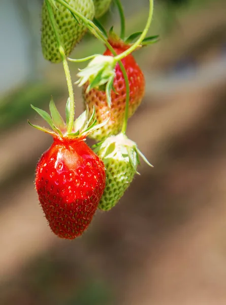 Organic strawberry plant growing in green house — Stock Photo, Image