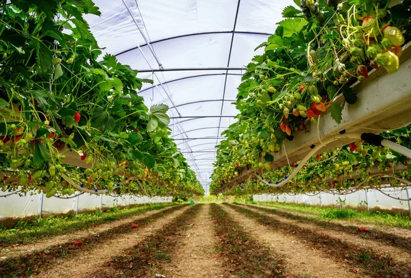 Vista interior de la planta de fresa en invernadero — Foto de Stock