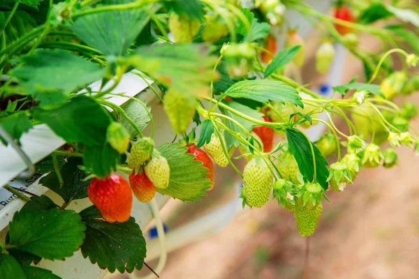 Organic strawberry plant growing in green house — Stock Photo, Image