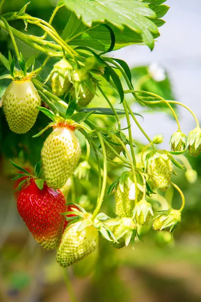 Organic strawberry plant growing in green house — Stock Photo, Image