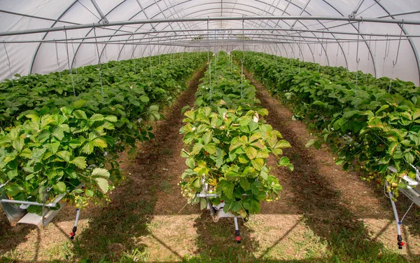 Vista interior de la planta de fresa en invernadero — Foto de Stock