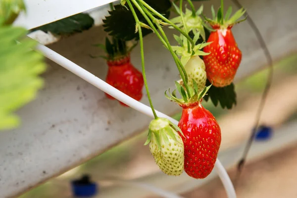 Organic strawberry plant growing in green house — Stock Photo, Image