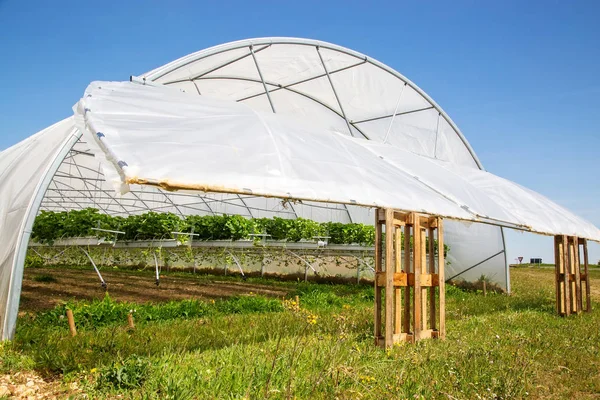 Buitenshuis op aardbei plant op broeikasgassen bekijken — Stockfoto