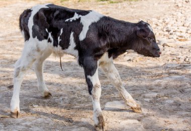 Genç buzağı holstein bir kreş için bir süt çiftlikte inekler.