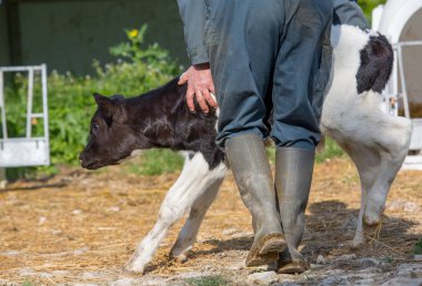 Genç buzağı holstein ile çocuk odası için bir çiftçi n bir mandıra inekler.