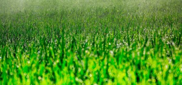Vue panoramique de l'herbe fraîche épaisse avec des gouttes d'eau au début — Photo