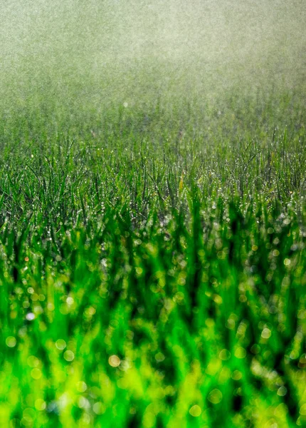 Zblízka čerstvé husté trávy s čůrky v raných — Stock fotografie