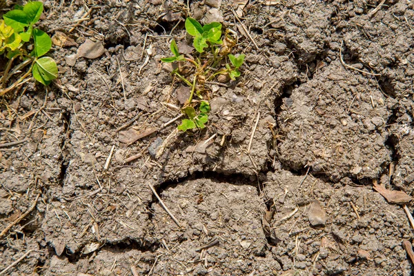 Pequeño brote que crece en la tierra agrietada . —  Fotos de Stock