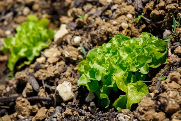 Close-up van salade planten geplant in een stadstuin — Stockfoto