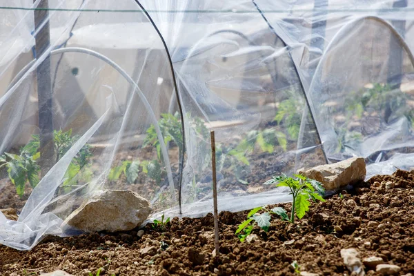 Pequeño invernadero con tomate crece en el interior — Foto de Stock