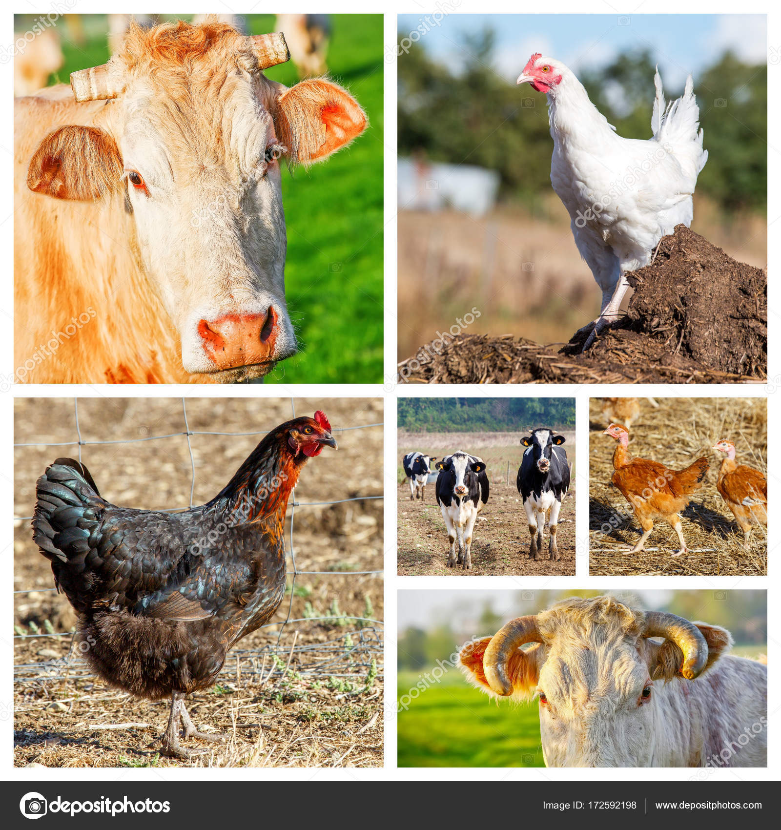 Collage con un grupo de animales domésticos — Foto de stock © Pixinooo