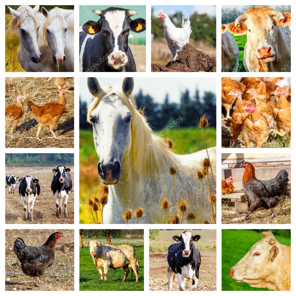 collage-representing-several-farm-animals-and-a-wild-horse-stock