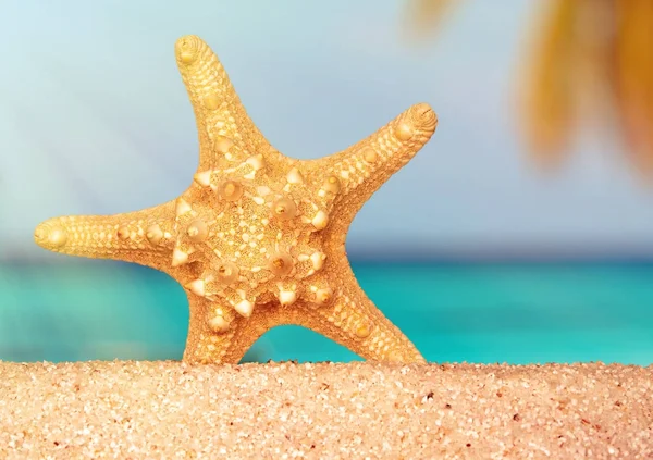 Conchas de mar estrellas de mar en la arena tropical turquesa caribe vacaciones de verano fondo de viaje —  Fotos de Stock