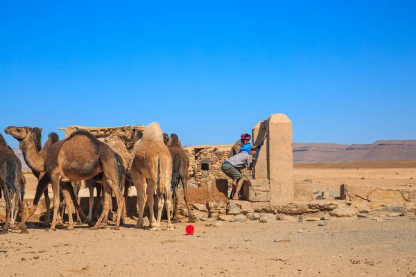 Ait Saoun, Marruecos - 23 de febrero de 2016: Hombre bereber con camellos en el pozo toma agua, Marruecos — Foto de Stock
