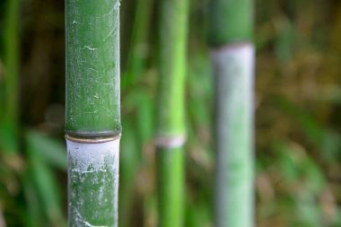 Bambu yeşil orman arka plan