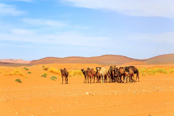 Rebanho de camelo no deserto — Fotografia de Stock