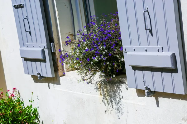 Beautiful purple petunias in the open close windows — Stock Photo, Image