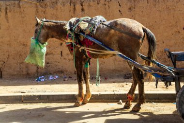 A malnourished and injured cart horse harnessed to the shafts of a cart, standing in a street of Morocco, North Africa. clipart