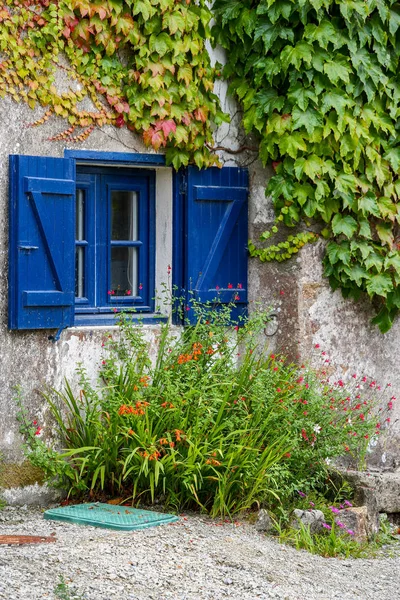 Murgröna täckta vit putsad utsida av en stuga som visar en blomsterrabatt under ett fönster med ljusa blå fönsterluckor. — Stockfoto