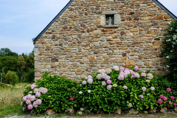 A quaint stone cottage in Brittany, France stands fronted by flowering hydrangea bushes.